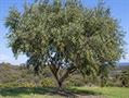 معرفی و نگهداری زیتون استرالیایی یا زیتون برگ‌ریز (Olea paniculata)